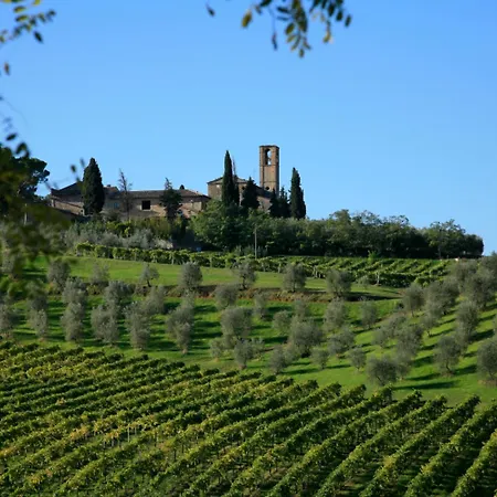 Viola * San Gimignano